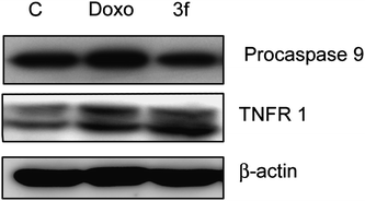 Effect of compound 3f on the expression of TNFR1 and procaspase 9. MCF-7 cells were treated with 4 μM concentration of compound 3f and doxorubicin (Doxo) was used as the positive control. Cell lysates were collected and Western blot analysis was carried out with above mentioned antibodies and β-actin was used as the loading control.