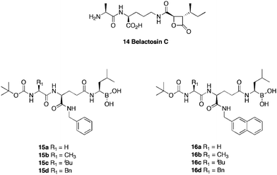 Structures of belactosin C and boronic analogues.