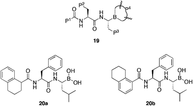 General structures of boronic acids synthesised for SAR studies 19 and active compounds 20a and 20b.