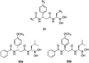 General 21 and active isomer 22a–b structures of dipeptidyl boronic acids comprised of β-amino acids.