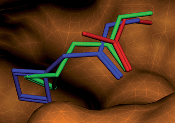 Comparison of pseudomolecular probes with cyclopentenyl (green) and cyclobutenyl (blue) groups. The functional group of the ligand determined by X-ray analysis is shown in red.