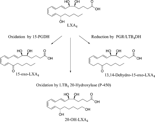 Rapid metabolism of LXA4.