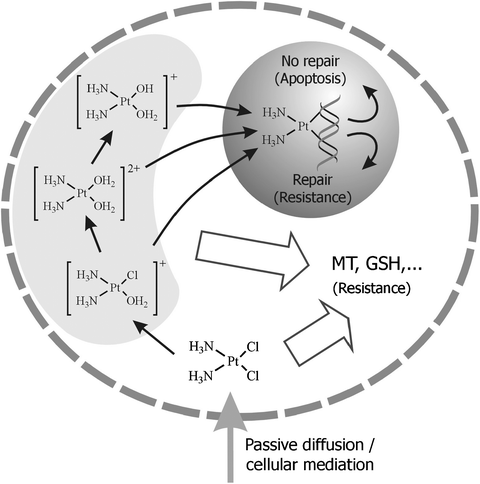 Scheme of the entrance and interactions of cisplatin in the cell.