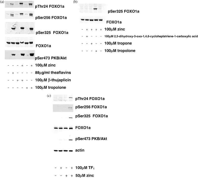 
            Effects of tropolone-containing molecules on IIS. (a) 293 cells were stimulated with the compounds shown for 30 min and lysed as described in the methods prior to SDS-PAGE and immunoblotting with the antibodies indicated. A theaflavin extract containing TF2A, TF2B and TF3 is present as a positive control. (b) Effect of compounds structurally related to the active tropolones. Cells were stimulated with the compounds shown for 30 min prior to lysis, SDS-PAGE and immunoblotting as in (a). (c) Effect of ungallated theaflavin TF1 in the presence and absence of zinc. Cells were stimulated with the compounds shown for 1 h prior to lysis, SDS-PAGE and immunoblotting as in (a).