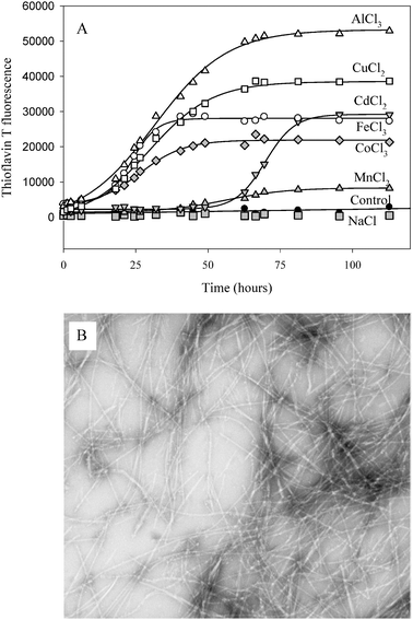 (A) Kinetics of α-synuclein fibril formation in the presence of metal ions. α-Synuclein (35 μM) was incubated with stirring at 37 °C in phosphate buffer, pH 7.5 in the presence of the indicated metals (2 mM), as their chloride salts. Fibril formation was monitored by the increase in ThT fluorescence at 485 nm. Reproduced from ref. 33. This research was originally published in J. Biol. Chem.: V. N. Uversky, J. Li and A. L. Fink, Metal-triggered structural transformations, aggregation and fibril formation of human α-synuclein. A possible molecular link between Parkinson's disease and heavy metal exposure, J. Biol. Chem., 2001, 276, 44284–44296. © the American Society for Biochemistry and Molecular Biology. (B) Negative stained transmission electron micrographs of α-synuclein fibrils prepared In the presence of 2 mM CoCl3.