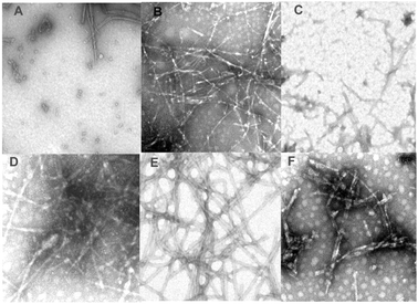 Negatively stained transmission electron micrographs of different α-synuclein fibrils induced in non-oxidized and oxidized protein by different metals: Met oxidized α-synuclein control (A); α-Synuclein control (B). Oxidized α-synuclein in the presence of calcium (C). Oxidized α-synuclein in the presence of aluminium (D). Oxidized α-synuclein in the presence of lead (E). Oxidized α-synuclein in the presence of zinc (F). Reproduced from ref. 46. This research was originally published in J. Biol. Chem.: G. Yamin, C. Glaser, V. N. Uversky and A. L. Fink, Certain metals trigger fibrillation of the methionine-oxidazed α-synuclein. J. Biol. Chem., 2003, 278, 27630–27635. © the American Society for Biochemistry and Molecular Biology.