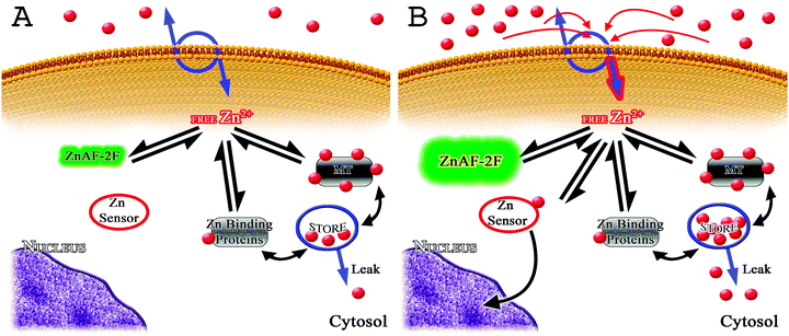Model schematic of the key elements of intracellular zinc ion homeostasis. The key elements that control the steady state cytosolic free zinc ion concentration and modulate zinc ion transients in cultured rat cortical neurons are illustrated. Red dots represent zinc ions. (A) Steady state cytosolic free zinc ion concentrations are maintained at picomolar to single digit nanomolar concentrations primarily by the buffering action of cytosolic zinc ion-binding proteins that include metallothionein (MT). MT is illustrated with 5 of 7 zinc ion binding sites occupied at steady state. The store is illustrated at steady state with a small amount (relative to its total capacity) of zinc inside and a slow leak. Also illustrated is a zinc ion sensor protein that is unoccupied at steady state but which will bind zinc ions when the cytosolic free concentration increases sufficiently (see B). ZnAF-2F is a fluorophore that allows the experimenter to measure and image both the steady state and spatial and temporal characteristics of zinc ion transients using microfluorometry. ZnAF-2F will increase fluorescence output when bound to zinc ions (see B). (B) Net zinc ion influx is increased as a way to illustrate the functioning of muffling reactions and zinc ion sensing under non-steady state conditions. With an increase in fluorescence ZnAF-2F reports that cytosolic free zinc ion levels are changing as a result of zinc ion influx. Free zinc ions are shuttled to the intracellular store by muffling reactions, which require that zinc ions are first bound to MT or other zinc-binding proteins and then transferred to the store. The store begins to fill with zinc ions. The muffling reactions dampen the zinc ion transient and are responsible for its temporal and spatial characteristics. If cytosolic free zinc ion concentrations reach a sufficiently high level, zinc ions will bind to zinc ion sensors in the cytoplasm. Zinc ion sensors discovered to date are transcription factors that upon binding zinc ions translocate to the nucleus and effect changes in the expression of genes encoding zinc homeostatic proteins.