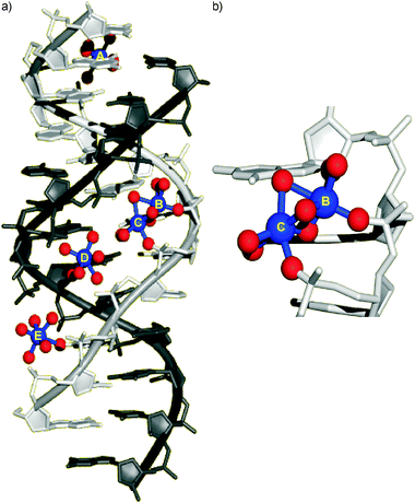 (a) Loop E motif within structured RNA with five site-specifically bound Mg2+ ions (blue) as determined by single crystal X-ray diffraction analysis.82 The oxygen atoms in the coordination sphere of the metal ions are shown in red. Coordinates taken from PDB code 354D.82 Mg2+ ions A and D bind exclusively in an outer-sphere fashion, ions B, C, and E also via inner-sphere interactions. A “metal ion zipper” formed by Mg2+ ions B–E is clearly discernible. (b) A close-up of the binuclear Mg2+ cluster with three bridging aqua ligands indicates the presence of two unusually close phosphate groups.