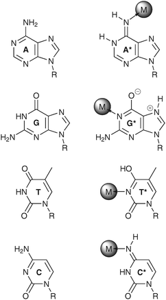 Examples for metal-stabilized rare tautomers of adenine (A*),66 guanine (G*),110 thymine (T*),70 and cytosine (C*).111 For comparison, the respective predominant tautomers are shown as well.