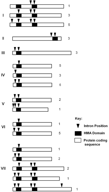 
            HIPP and HPP protein and gene structures. Schematic representation of protein coding sequences (approximately to scale) of HIPP/HPP protein clusters I to VII showing the positions of HMA domains (black boxes) and introns (black triangles). Different configurations of introns are shown with the number of representatives with each configuration at the right.