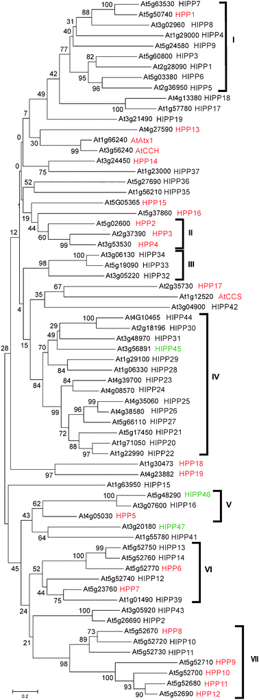 
            Phylogenetic relationship of HIPP and HPP proteins. The tree was generated using predicted full-length amino acid sequences using the neighbour-joining method in MEGA4,28 bootstrap mode with 1000 replications. The AGI code is shown. The proteins cluster in seven major groups. HIPPs previously catalogued by Barth et al.27 (black); not previously catalogued (green); HPPs (red).