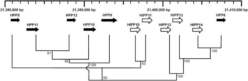 
            Arrangement and phylogenetic relationship of cluster VI and VII genes in a tandem array on Chromosome 5. The scale indicates base-pairs along Chromosome 5. Direction of transcription of genes is indicated by an arrow. HIPPs (white) and HPPs (black). The tree showing the relationships between the protein sequences was generated using the neighbour-joining method in the MEGA4,28 bootstrap mode with 1000 replications. Percentage bootstrap values are indicated.