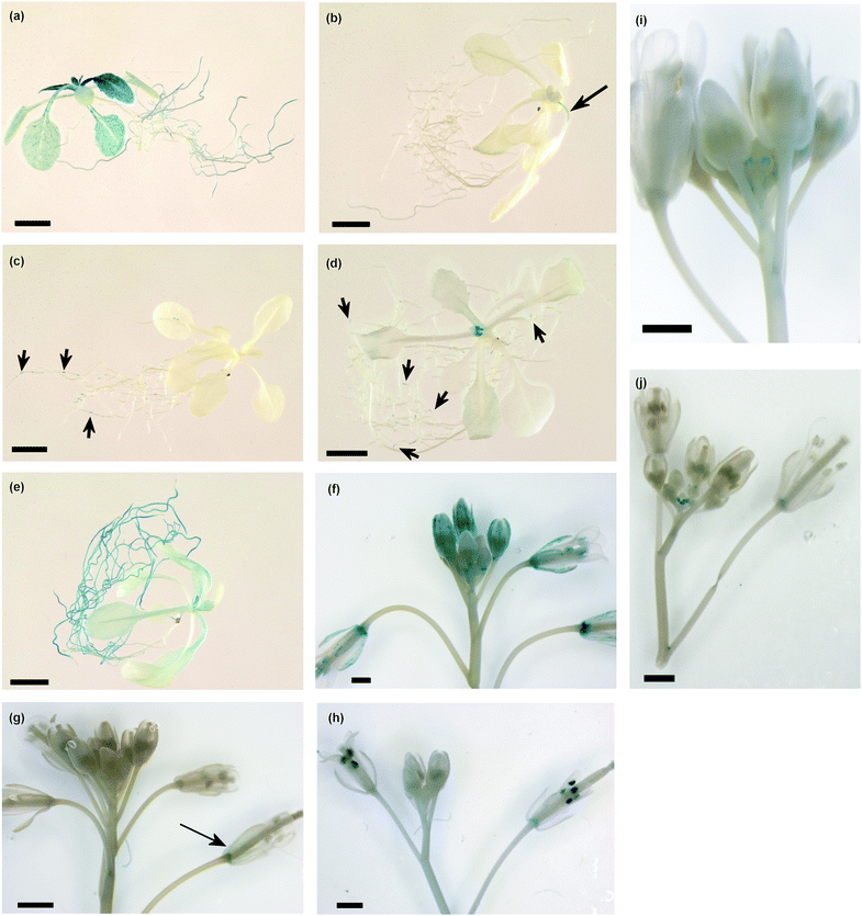 
            HIPPp-GUS expression in transgenic plants. (a) to (e) Sixteen-day-old seedlings (bars = 5 mm), (f) to (j) Inflorescences (bars = 1 mm), (a) and (f) HIPP20p-GUS, (b) and (g) HIPP21p-GUS, (c) and (h) HIPP22p-GUS, (d) and (i) HIPP26p-GUS, (e) and (j) HIPP25p-GUS.