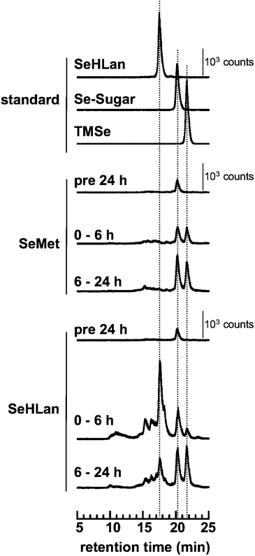 Elution profiles of Se in the urine of rats intravenously administered SeMet or SeHLan at a bolus dose of 1 mg Se/kg body weight. Urine was collected 24 h before and 6 and 24 h after administration, combined in each group of three or four rats, and then subjected to HPLC-ICP-MS analysis on a multi-mode gel filtration column (Shodex Asahipak GS-320HQ) eluted with 50 mmol L−1 ammonium acetate. Se in the eluate was monitored at m/z 82. The concentrations of standard SeHLan, Se-sugar and TMSe were 0.2, 0.1 and 0.2 μg mL−1, respectively.
