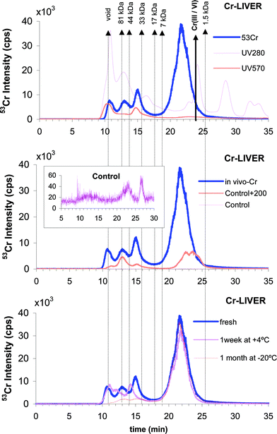 Molecular weight distribution of Cr–biomolecule complexes in mouse liver extracts by SEC. (a) Cr-administered mice: ICP MS detection (53Cr, blue line), UV detection (280 nm, pink line) and VIS detection (570 nm, red line). The red arrow indicates the elution time (te: 23.9 min) of both inorganic Cr(iii) and Cr(vi). (b) ICP-MS trace of 53Cr for in vivo Cr-administered group (blue), control group (pink) and control group mice liver cytosol spiked with 200 ng ml−1 Cr(vi) (red). The inset is a closer projection of the pink trace (control group mice liver cytosol). (c) 53Cr ICP-MS trace for in vivo Cr-administered liver samples. Freshly prepared (blue), the extract obtained from the sample stored at −20 °C for 1 month (red) and the extract stored at +4 °C for 1 week (pink).