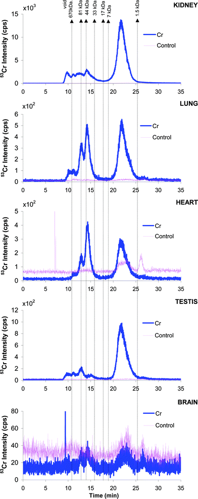 SEC-ICP MS chromatograms (53Cr) for (a) kidney, (b) lung, (c) heart, (d) testicles and (e) brain cytosols. Pink line: control group. Blue line: in vivo Cr-administered group.