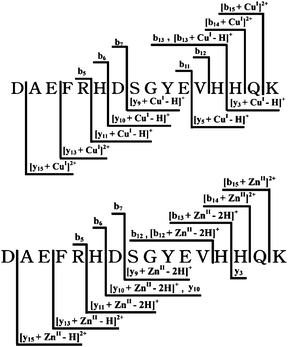 Schematic diagram summarizing the fragments ions assignments for Cu(i)- and Zn(ii)-Aβ16 complexes produced by CID.