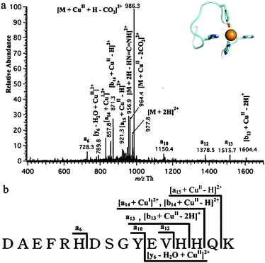 (a) Tandem mass spectrum of Cu(ii)-Aβ16 complex obtained with a Pt electrode in the presence of CuCl2 (20 μM), in which the selected parent ion is also at m/z = 1009 Th ± 2.5 Th at 30% of collision energy and possible mode of Cu2+ coordinating to Aβ16 schematically drawn by software Pymol.26 (b) Schematic representation of the observed in CID spectrum.