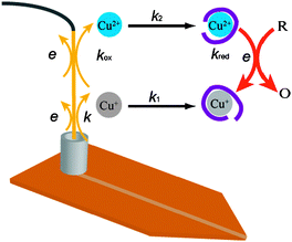 Mechanism for the generation of Cu(i)- and Cu(ii)-Aβ16 complexes in the absence and presence of reducing agent.