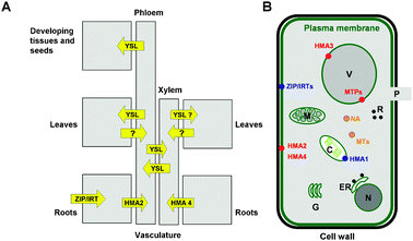 
            Overview of Zn pathways. (A) Schematic detailing metal pathways and known membrane-bound transporters involved in long-distance Zn trafficking. The design of this figure has been inspired by reference 19. (B) Schematic of a plant cell, detailing sub-cellular compartments (C, chloroplast, ER, endoplasmatic reticulum, G, Golgi apparatus, M, mitochondrium, P, plasmodesmum (channel to adjacent cell), R, ribosomes, V, vacuole) and molecules involved in Zn trafficking. Importers into the cytosol are depicted in blue, exporters from the cytosol in red, and intracellular chelators (metallothioneins (MTs) and nicotianamine (NA)) in orange.