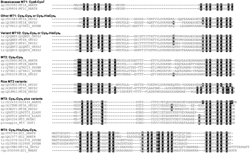 
            Diversity of metallothioneins in plants. Sequences of A. thaliana, rice (Oryza sativa, ssp. japonica) and soybean metallothioneins are shown with a selection of metallothioneins from other species mentioned in the text. The four types of plant MT isoforms defined previously126 are based on overall sequence similarity, in particular on the arrangement of cysteine residues in the primary sequence. Note that, according to Binz and Kägi,138A. thaliana MT-1A and -1B are classified as p21, MT-2A and 2B belong to the p2 family, and MT-4A and -4B are classified as pec.