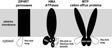 
            Schematic topologies of membrane-bound transporters of uncomplexed Zn2+. The presence of cytosolic domains with metal-binding capacity is a common feature for ZIP uptake proteins, HMA ATPase efflux proteins, as well as metal-tolerance proteins (MTPs) of the CDF family. MBD refers to metal-binding domains with ferredoxin-like fold, and A, P, and N designate actuator, phosphorylation, and nucleotide-binding domains of the ATPase. Metal-specific interactions between cytosolic domains may impact on ATPase activity.