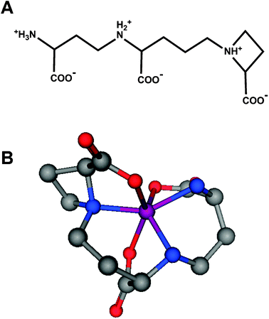 
            Nicotianamine as a metal ligand. (A) Chemical structure of nicotianamine. The three carboxylates, as well as all three nitrogen atoms are expected to participate in metal binding in their deprotonated form, giving rise to distorted octahedral complexes with high stability (Table 2). (B) Hypothetical 3D molecular model of a nicotianamine-Zn2+ complex.