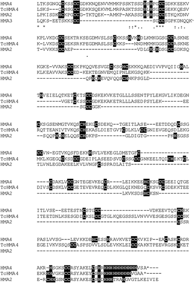 
              C-terminal sequences of zinc-transporting HMA ATPases with Cys- and His-rich stretches. HMA2, 3 and 4 are from A. thaliana, and TcHMA4 is from the metal hyperaccumulator Thlaspi caerulescens. The isolated C-terminus of TcHMA4 has been shown to confer resistance to Cd2+ toxicity in vivo.103