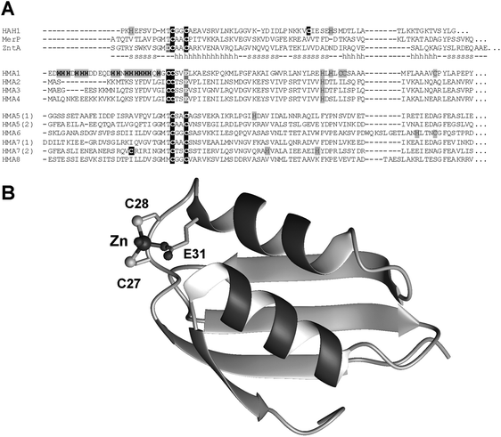 
              MBD metal-binding domains in plant HMA ATPases. (A) Sequential alignment of MBDs in all eight known HMA ATPases from A. thaliana, together with those of the structurally characterized MBDs shown in Fig. 6. The copper-transporting HMA5 and HMA7 comprise two MBDs each. (B) Homology model of N-terminal MBD of HMA4, based on E. coli ZntA (pdb 1mwz).108 See Methods for details on how the model was generated.