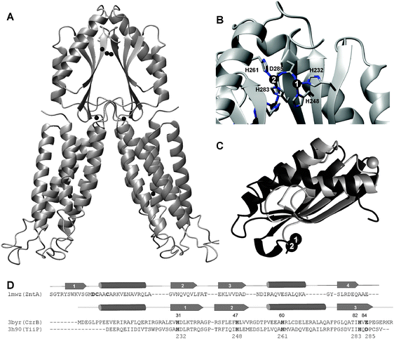 
              Structural features of CDF transporters. (A) Protein fold and location of zinc ions in E. coli YiiP (pdb 3h90).119 The transmembrane portion is shown in the lower section; the MBDs are at the top. Zinc ions are shown as black spheres. In total, eight Zn2+ ions are present in the dimer, one in each transmembrane region, two in the region at the boundary between transmembrane and cytosolic MBDs, and four at the dimer interface of the two MBDs. (B) Detail of zinc coordination in MBD dimers. Only one of the two pairs is labeled, but the two related zinc ions can be seen in the background as well. (C) Overlay of metal-binding domains of the N-terminal domain of the ATPase ZntA from E. coli (pdb 1mwz, grey) and the CDF protein CzrB from Thermus thermophilus (pdb 3byr, black), demonstrating the similarity in protein fold. Zinc ions are depicted as spheres. Clearly, the three β strands overlay very well, and the relative orientation of the two α helices matches well, although all five major secondary structure elements have different lengths in both proteins (see (D)). Intriguingly, CzrB (and other similar domains in CDF proteins) lacks β strand 1, and instead, β strand 3 takes up the equivalent position. The metal-binding interfaces are completely different. (D) Sequence and secondary structure comparison of metal-binding domains of E. coli ZntA and CDF proteins CzrB from Thermus thermophilus and YiiP from E. coli. Confirmed metal-binding residues are highlighted in bold, and the numbers given refer to YiiP.