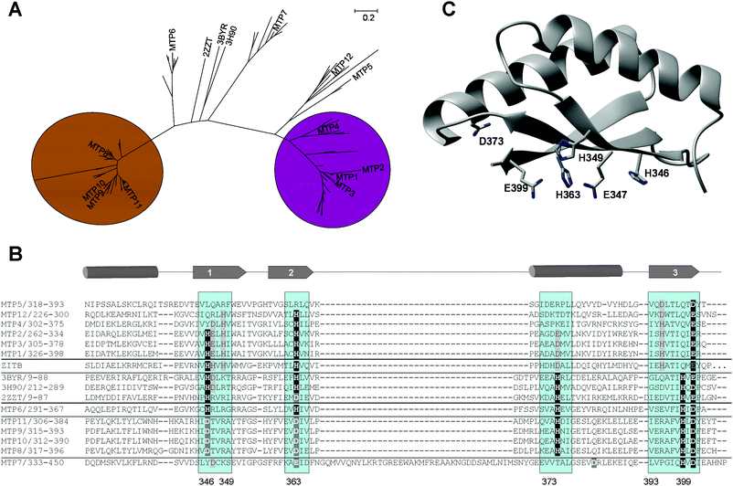 
              Sequence analysis of C-terminal portions of MTP proteins from green plants. (A) Neighbor-joining phylogenetic tree based on a multiple-sequence alignment of C-terminal domains of MTP proteins from plants. Branches corresponding to partitions reproduced in less than 50% bootstrap replicates are collapsed. Each end of a branch corresponds to one or more of 103 proteins retrieved from UniprotKB. To enhance readability, only A. thaliana MTP proteins and bacterial proteins with 3D structure are labelled; for a fully-labelled tree and sequences, see supplementary Fig. S1 and S2. The C-terminal domains are sufficient to distinguish clearly between Zn- and Mn-transporting proteins. (B) Multiple sequence alignment of C-terminal MBDs of A. thaliana MTP proteins, including comparisons with structurally characterised proteins and E. coli ZitB, a Zn-CDF. Confirmed and putative metal-binding residues and regions are highlighted (see also Table 3). The numbers given refer to MTP1. (C) Homology model of A. thaliana MTP1, based on CzrB (pdb 3byr). Potential metal-binding residues that are (semi-)conserved between Zn-binding MTPs and the template structure (H346, H363, E399 and D373), as well as Glu347 and His349, which are conserved within several Zn-binding MTPs, are shown.