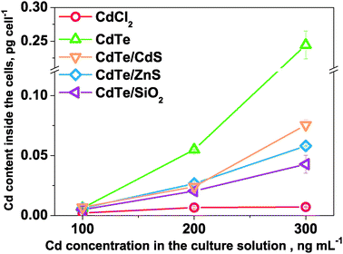 The Cd contents inside P. tricornutum cells with respect to the Cd concentration in the culture solutions on the sixth day.