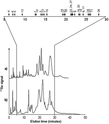 Comparison of cation-exchange HPLC-ICP MS (77Se) chromatograms obtained in (a) maximum resolution conditions, and (b) trade-off conditions allowing ESI MS detection of the maximum number of Se-species. The retention times (chromatogram b) of the species detected are marked with arrows and reported in Table 2.