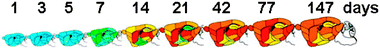 Time-dependent changes in copper concentration in different regions of rat brain (reproduced with modifications from Tarohda et al., 2004, Springer permission #2414301072545) Pseudo-colors indicate minimal amounts of copper (blue) and maximum amount of copper (red). The scale (0–3.95 μg g−1 tissue).