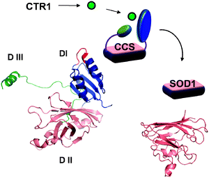 Cytosolic copper chaperone CCS transfers copper to its target SOD1 in the cytosol and in the inter-membrane space of mitochondria. CCS has three structural domains (DI-DIII), which have distinct function in binding of copper, docking to SOD1, and incorporating copper and disulfide bond. The MxCxxC motif is shown in red. The critical CxC motif is located in the extended part of DIII (green).
