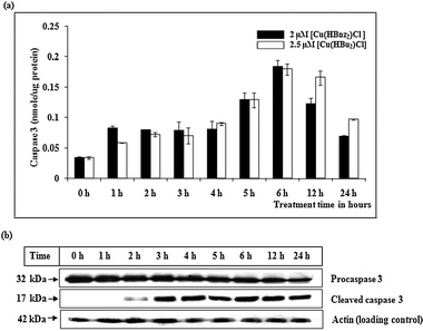 Detection of caspase 3 activity using MOLT-4 cells treated with [Cu(HBnz2)Cl] and [Cu(HBu2)Cl] respectively. Protein lysates prepared from MOLT-4 cells treated with the respective compounds were collected at 1 h intervals. (a) Caspase 3 activity was determined by the measurement of caspase-specific cleavage of the colorimetric substrate Ac-DEVD-pNA. The caspase 3 activity experienced with compound treatments over time is presented as a graph. (b) Separation of protein on SDS-PAGE gels, blots were probed with antibodies against procaspase 3, cleaved caspase 3 product and actin. Each lane contains 20 μg of protein. The blot from [Cu(HBnz2)Cl]-treated protein lysate is shown as a representative result of the study: experiment with [Cu(HBu2)Cl] treatment yielded similar results.
