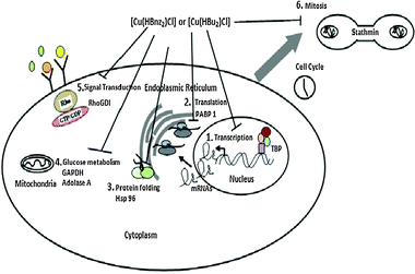 A summary of cellular events that may be inhibited in MOLT-4 cells treated with [Cu(HBnz2)Cl] or [Cu(HBu2)Cl]. The potential associated drug targets are the following: 1. TBP (transcription); 2. PABP 1 (translation); 3. Hsp 96 (protein folding); 4. Adolase A, GAPDH (glucose metabolism); 5. RhoGDI (signal transduction); 6. Stathmin (mitosis).