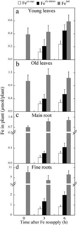 The contents of Feex-rac, Feex-meso and Fenat were determined in four different sugar beet tissues: young leaves, old leaves, main root and fine roots.