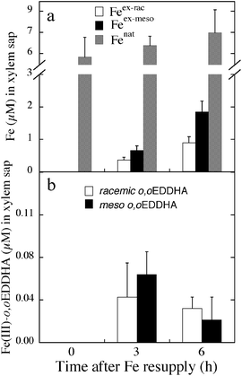 The concentrations of Fe (Feex-rac, Feex-meso and Fenat) and Fe(iii)-o,oEDDHA (racemic and meso) transported in sugar beet xylem sap.