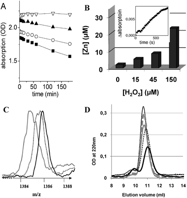 (A) Time dependence of the Zn7MT-3 absorption at 230 nm as a function of different H2O2 concentrations. The Cys–Zn2+ charge-transfer band at 230 nm was followed over 3 h. Conditions: Zn7MT-3 20 μM, Hepes 20 mM, NaCl 20 mM, at pH 7.4. H2O2 concentrations used 0 μM (▽), 50 μM (▲), 100 μM (○), and 200 μM (■). (B) H2O2 induced Zn2+ release from Zn7MT-3 monitored by complexing dye zincon. The Zn2+ release from Zn7MT-3 as a function of different concentrations of H2O2 after a 1 day incubation. Conditions: 20 μM Zn7MT-3, H2O2: 0, 15, 45 or 150 μM, Hepes 20 mM, NaCl 20 mM, pH 7.4. Prior to measurement the sample was 20 times diluted with the same buffer containing 20 μM zincon. The presented Zn2+ release relates to the original Zn7MT-3 concentration of 20 μM; Inset: Time dependence Zn2+ release from 10 μM Zn7MT-3 in the absence of H2O2 monitored trough the absorption of 20 μM zincon at 620 nm. (C) Mass spectra of apoMT-3 after incubation with different H2O2 concentrations. Conditions: 40 μM Zn7MT-3 in 20 mM Hepes, 20 mM NaCl, at pH 7,4 was incubated for 1 day with 0 (black), 40 (dotted), and 200 μM (gray)) H2O2. Prior to analyses the samples were diluted with two volumes of H2O–acetonitrile (50% v/v) containing 0.1% formic acid. The measurements were performed at pH 3, which induced the release of Zn2+. Only the 5 times charged peaks are shown. (D) Size exclusion chromatography (SEC) of Zn7MT-3 after reaction with H2O2. The Zn7MT-3 sample was incubated for 1 day with 0 (thick dotted gray), 20 (thick solid gray), 100 (thin dotted black), or 200 μM (thick solid black) H2O2. A freshly prepared solution of Zn7MT-3 without H2O2 was used as a control (thin solid). Conditions: 20 μM Zn7MT-3, 20 mM Hepes, 20 mM NaCl, at pH 7.4.