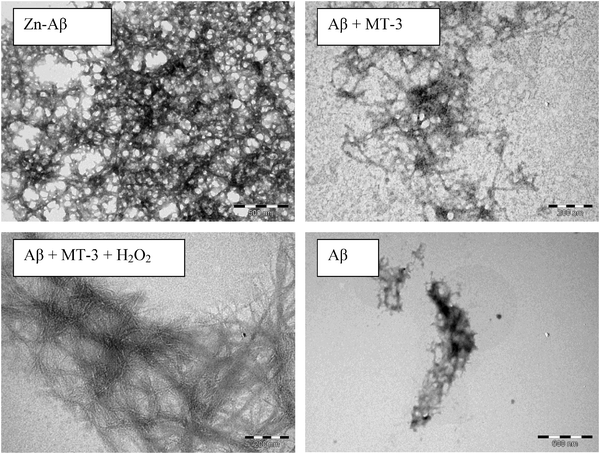 Transmission electron microscopy (negatively stained) of Aβ40, Zn2+–Aβ40, Aβ40 plus Zn7MT-3, and Aβ40, Zn7MT-3 plus H2O2 after 1 day incubation. Concentrations: 30 μM Aβ40, 30 μM ZnSO4, 20 μM Zn7MT-3, and 100 μM H2O2.