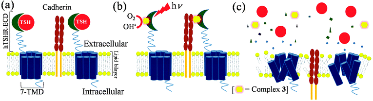 Proposed scheme of TSHR damage by complex 3: (a) binding of TSH to TSH receptor activates adenylyl cyclases resulting in cAMP synthesis which activates other downstream proteins finally resulting in thyroid growth and differentiation; (b) complex 3 on incubation for 4 h in dark with HEK293-hTSHR cells binds to TSH receptor after which photoexposure is given and (c) hydroxyl radicals generated upon photo-exposure damages the receptor which results in loss of membrane integrity and subsequent translocation of Cadherin to cytoplasm, finally resulting in cell death.