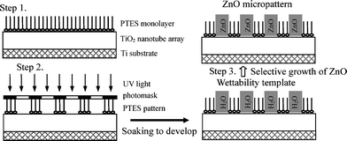 Schematic illustration of the fabrication procedure of ZnO nanocrystal micropatterns based on a superhydrophilic/superhydrophobic template. First, superhydrophobic TiO2 nanotube array films were formed on the titanium substrate (step 1). Then the superhydrophilic/superhydrophobic micropatterns were prepared by photocatalytic lithography with a photomask (step 2). Finally, the ZnO nanostructures were grown on the patterned template in the absence or presence of an electric field (step 3).