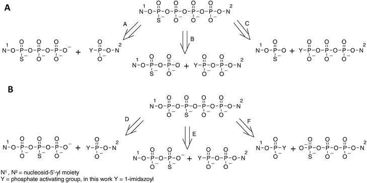 Possible disconnections of tetraphosphate-bridged thio-modified dinucleotides. (A) Tetraphosphates with phosphorothioate modification in the external position. (B) Tetraphosphates with phosphorothioate modification in the internal position.