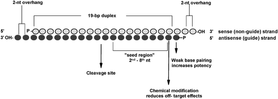 Biological And Physicochemical Characterization Of Sirnas Modified With 2 2 Difluoro 2 Deoxycytidine Gemcitabine New Journal Of Chemistry Rsc Publishing Doi 10 1039 B9njf