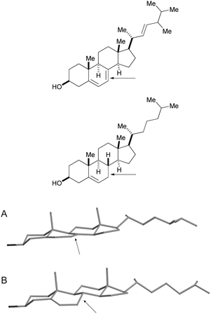 Synthesis And Biological Evaluation Of Amphotericin B Derivatives