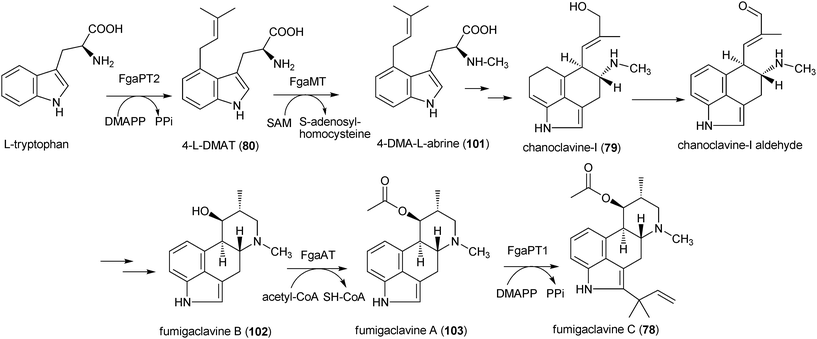 Proposed biosynthetic pathway for fumigaclavine C in Aspergillus fumigatus.