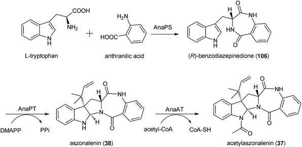 Biosynthetic pathway for acetylaszonalenin in Neosartorya fischeri.