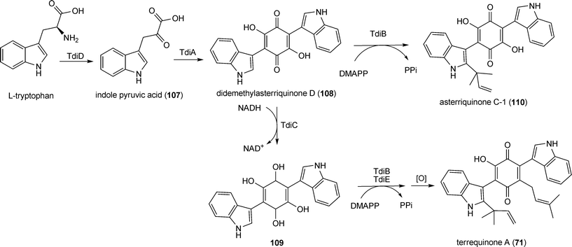 Biosynthetic pathway for terrequinone A in Aspergillus nidulans.