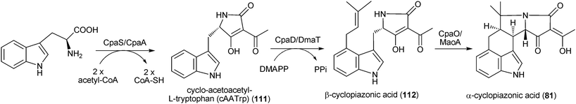 Proposed biosynthetic pathway for α-cyclopiazonic acid in Aspergillus flavus and Aspergillus oryzae.